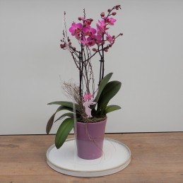 Orchideen ausdekoriert violett