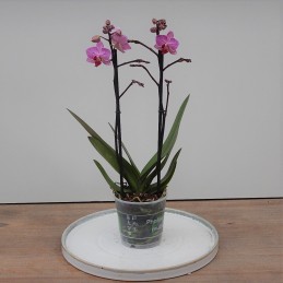 Orchidee kleinblumig, violett