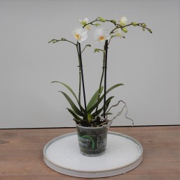 Orchidee kleinblumig, weiss