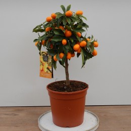 Kumquat, Kreuzblume
