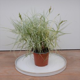 Carex Palmwedel-Segge