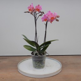 Phalaenopsis grossblumig, rosa